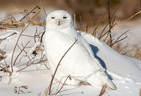 Snowy Owl