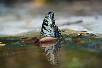 Eastern Tiger Swallowtail