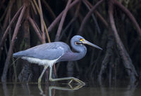 Stalking in the Mangroves