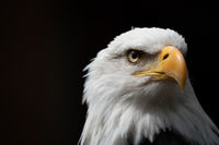 Regal Eagle