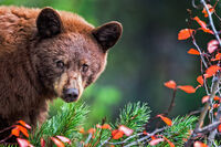Treed Black Bear