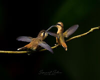 Stripe Throated Hermit
