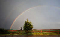 Delight on the Fence