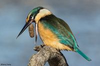 kingfisher discarding shells they can't digest