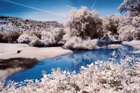 Meadows & Wildlife, near Lake Oroville in IR