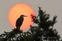 Heron Sun