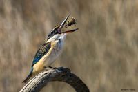 Mid air with a Kingfisher