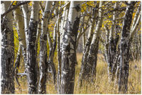 Aspen Trees - RMNP, CO