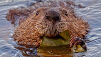 My beaver buddy 