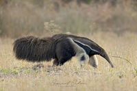 Giant Anteater