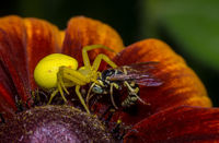 Crab Spider