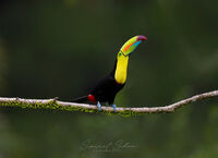 Keel billed toucan 