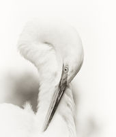 Preening