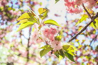 Cherry Blossom 