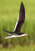 Black Skimmer