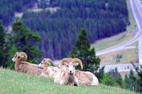 Banff Hillside