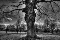 GCP Tree