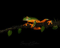 Splendid leaf frog