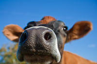 Bovine Silliness