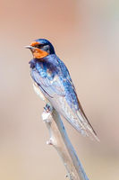 Fly Catcher