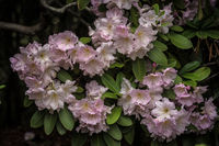 Rhododendrons