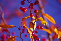Fall Berries