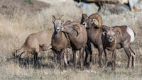 Bighorn