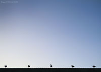 Port Townsend Gull Perch