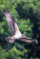 Osprey