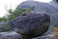 Yawning Leopard
