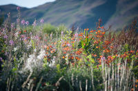 highlands wildflowers