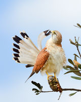 Kestrel Preen