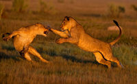 Lion's play