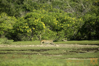 Flying Leopard