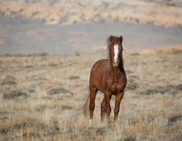 Wild Mustang