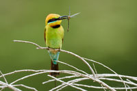 Rainbow Bee Eater.