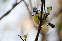 blue tit