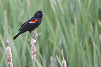 Male RWBB