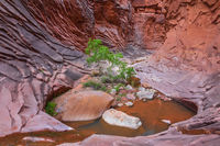 North Canyon Tree in Puddle
