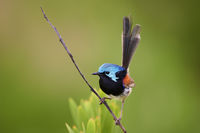 Variegated Fairy Wren