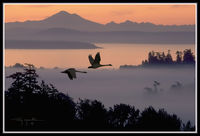 Sunrise over Mt. Baker