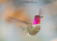 Anna's Hummingbird