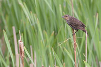 Female RWBB