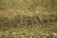 Indian Leopard