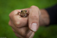Cuddle Frog