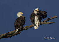 "Preening 2022"