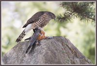 Sharp-shinned Hawk