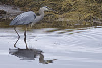 NS Heron
