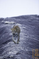 Ghost Leopard