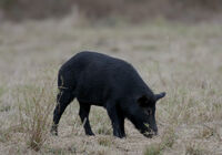 Feral Hog